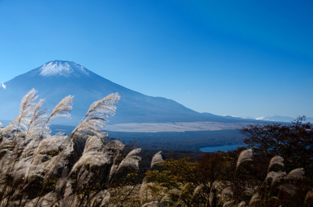 静岡県 富士山とススキ