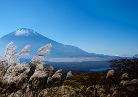 静岡県　富士山とススキ
